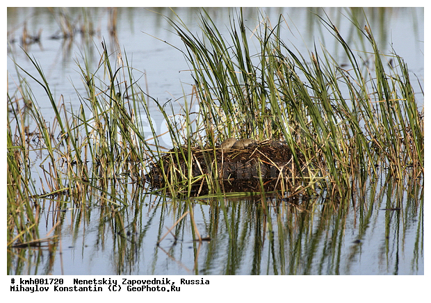 �������� ������, ��������, ��������, ��������, �����������, ������� �����, ������� �����, XYZ, ���������, Gaviidae, ����������� ������, Gavia stellata